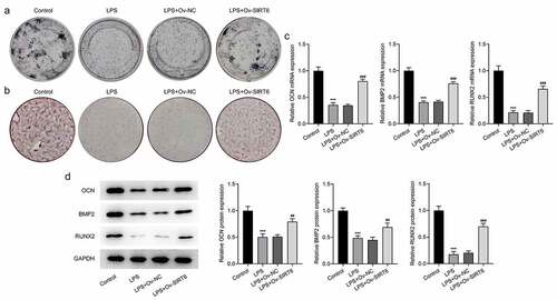 Figure 3 Overexpression of SIRT6 promoted osteogenic differentiation of LPS-induced PDLSCs.