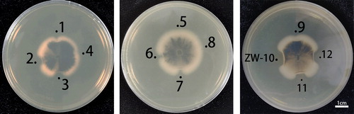 Figure 1. Screening of the strong antagonistic strains against M. oryzae.Serial numbers 1–12 represent the fermentation broth filtrate of 12 bacterial isolates.