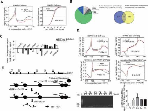 Figure 4. CFim25 knockdown/mutation globally impacts transcription dynamics in H9 cells. (A) (left panel) Metagene plots of RNAPII ChiP-seq reads in mock and CFim25-m H9 cells for actively transcribed genes (FPKM>1 based on mRNA-seq, 14,274 genes in total), and its corresponding cumulative frequency plot (right panel). K-S test was used to examine the significance of the differ- ence between the two plots. (B) (left panel) Pie plot showing the genomic annotations of 4024 sites that displayed differential RNAPII binding. Peak calling was performed using MACS2 software and DiffBind package was used to identify the differential binding events. (right panel) Venn diagram showing the numbers of overlapping and non-overlapping genes that displayed differential RNAPII binding and mRNA expression level change. (C) Comparison of RNAPII ChiP-seq and ChiP-qPCR results in mock and CFim25-m H9 cells for the tested genomic sites. Y axis represents the average fold changes from replicates (ChiP-seq: two replicates; ChiP-qPCR: three replicates) . (D) Metagene plots of RNAPII Ser5 ChiP-seq and RNAPII Ser2 ChiP-seq reads for actively tran- scribed genes in mock and CFim25-m H9 cells. K-S test was used to examine the significance of the difference between the two plots. Bottom panels show the signals normalized to RNAPII . (E) Nuclear run-on assay on the nascent ccdc152 transcript. The gene structure and the primer positions are indicated on the top. The diagram for the nuclear run-on assay is shown in the middle. A representative set of RT-PCR data are shown in the bottom panel. Left gel image: nuclear run on assays followed RT-PCR using primers targeting P1-P5 region. ‘CFim25 -’ represents CFim25-m cell nuclei, whereas ‘CFim25 +’ represents mock cell nuclei. Right Bar graph represents RT-qPCR data from three independent experiments . U1 snRNA was assayed as normalization control. Student’s t-test was used to estimate the significance of the change. *P < 0.05.