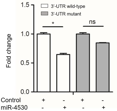 Figure 4 Relative luciferase activities of wild-type or mutant RUNX2 3′-UTRs were determined in HEK293T cells, which were co-transfected with the miR-4530 mimics or negative control.Note: Firefly luciferase activity was normalized to the internal Renilla luciferase activity (*P<0.05).Abbreviations: ns, no significance; RUNX2, Runt-related transcription factor 2.