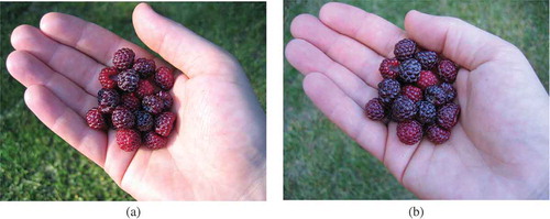 Fig. 2. (a) Image of a handful of black raspberries taken under a direct sunbeam on a partly cloudy day. (b) Similar image, but taken as the sun passed behind a cloud. Pictures provided by Kevin Houser, copyright 2018, all rights reserved, used with permission.
