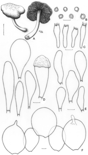 Figure 4. Pluteus aureovenatus (holotype). A. Basidioma. B. Basidiospores. C. Basidia. D. Pleurocystidia. E. Cheilocystidia. F. Pileipellis cells. Bars (A) = 1 cm; (B–F) = 10 μm.
