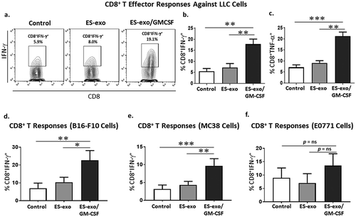 Figure 4. ESC-derived exosome vaccination induces Th1-mediated cytokine responses in splenic CD8+ T cells.(a–c) C57BL/6 mice (n = 6 per group) were immunized twice (days 0 and 7) with vehicle only (HBSS control) or with exosomes isolated from vector control ES-D3 cells (ES-exo) or with exosomes isolated from ES-D3 cells over-expressing GM-CSF (ES-exo/GM-CSF) in the right flank. Ten days after the boost, mice were euthanized and spleens were removed. Splenocytes from vaccinated and control mice were co-cultured with LLC lysate (50 μg/mL) for an additional 4 days. Effector cells were then restimulated for 6 h with LLC lysate (50 μg/mL) in the presence of Brefeldin A (1 µL/mL of the culture medium). After restimulation, cells were harvested, Fc receptors were blocked, and stained for surface expression of CD3, CD8 and intracellular expression of cytokines and analyzed by flow cytometry. (a) Dot plots showing IFN-γ expression in CD8+ T cells in splenocyte cultures obtained from control, ES-exo- and ES-exo/GM-CSF-vaccinated mice. Numbers in quadrants represent the percentages of each subpopulation. (b, c) Bar graphs showing percentages of CD8+IFN-γ+, and CD8+TNF-α+ in splenocyte cultures derived from control, ES-exo- and ES-exo/GM-CSF-vaccinated mice. Results are expressed as percentages of total cells (n = 6 per group, mean ± SD, **, p < 0.001; ***, p < 0.0001; ANOVA with Tukey’s multiple comparison test). (d–f) ESC-derived exosome vaccination induces Th1-mediated cytokine response in splenic CD8+ T cells when stimulated with antigens expressed by several tumor cell lines. Splenocytes from vaccinated and control mice were co-cultured with B16-F10, MC-38, E0771 lysate at 50 μg/ml for 4 days. Effector cells were then restimulated for 6 h with B16-F10 cell lysate (50 μg/mL) (d), MC-38 cell lysate (50 μg/mL) (e), and E0771 lysate (50 μg/mL) (f), in the presence of Brefeldin A (1 µL/mL of the culture medium). After restimulation, cells were harvested, Fc receptors were blocked, and stained for surface expression of CD8 and intracellular expression of IFN-γ and analyzed by flow cytometry. (d–f) Bar graphs showing percentages of CD45+CD3+CD8+IFN-γ+ in splenocytes derived from control, ES-exo- and ES-exo/GM-CSF-vaccinated mice. Results are expressed as percentages of total CD45+ cells (n = 6 per group, mean ± SD, **, p < 0.001; ***, p < 0.0001; p = ns; ANOVA with Tukey’s multiple comparison test).