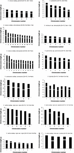 Figure 2 Idiograms of the Vicia species studied.