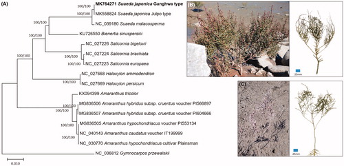 Figure 1. (A) Neighbor joining (bootstrap repeat is 10,000) and maximum likelihood (bootstrap repeat is 1,000) phylogenetic trees of 16 Amaranthaceae complete chloroplast genomes: Suaeda japonica (MK764271 in this study and MK558824 (Kim Y et al. Citation2019)), Suaeda malacosperma (NC_039180; Park J-S et al. Citation2018), Beta vulgaris (EF534108), Salicornia brachiate (NC_027224), Salicornia europaea (NC_027225), Salicornia bigelovii (NC_027226), Bienertia sinuspersici (KU726550; Kim B et al. Citation2016), Haloxylon ammodendron (NC_027668; Dong et al. Citation2016), Haloxylon persicum (NC_027669; Dong et al. Citation2016), Amaranthus tricolor (KX094399), Amaranthus hypochondriacus (NC_030770 and MG836505; Hong et al. Citation2019), Amaranthus caudatus (NC_040143; Hong et al. Citation2019), Amaranthus hybridus subsp. cruentus (MG836506 and MG836507; Hong et al. Citation2019), and Gymnocarpos przewalskii (NC_036812; Yang et al. Citation2018). Phylogenetic tree was drawn based on neighbor-joining tree. The numbers above branches indicate bootstrap support values of maximum likelihood phylogenetic tree. (B) displays S. japonica (Gwanghwa type). (C) shows S. japonica (Julpo type) used in the previous study.