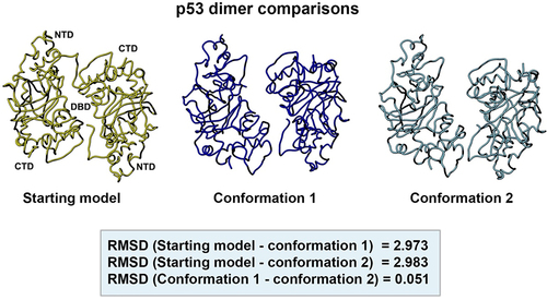 Figure 10. Side-by-side comparison of the refined p53 dimer models. Model alignments were evaluated for the starting model (PDB code, 8F2H, yellow) and the two new refined models for p53. Differences in the protein backbones were quantified by RMSD values. Conformations 1 (dark blue) and 2 (light blue) were most similar with minor backbone differences noted between the reference and the two new conformers.