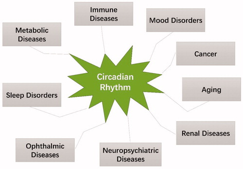 Figure 9. Implications in circadian rhythm-related diseases.