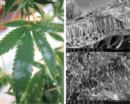 Fig. 1 Development of powdery mildew on cannabis leaves. (a) Initial infections are visible as white colonies on the upper surface of leaves. (b) Scanning electron microscopic image through a cross section of a diseased leaf showing powdery mildew mycelium growing over the surface of epidermal cells. The underlying cells of the epidermis and mesophyll layer, and the lower epidermis, can be seen in this section. (c) Abundant spore production from an older powdery mildew colony on the leaf surface