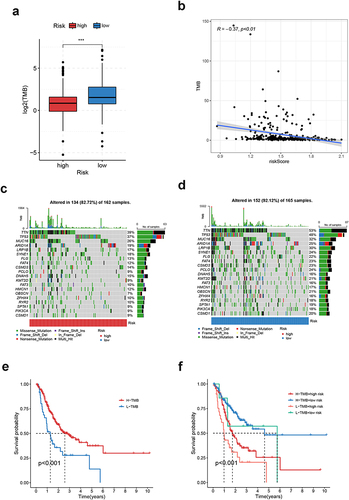Figure 8 Somatic variation analysis of CRGS risk score signature. (a) Boxplot showing the difference in TMB between high- and low-risk patients. (b) Spearman correlation analysis of TMB and the risk score. (c and d) Waterfall plots depicting the gene mutation landscape of the top 20 most frequently mutated genes in GC in high- and low-risk patients. Each column represents an individual patient. The upper bar plot shows TMB. The percentage on the right represents the mutation frequency of each gene. The right bar plot shows the frequency of each mutation type. (e) Kaplan–Meier curves for high- and low-TMB GC patients. (f) Kaplan–Meier curves of patients stratified by both TMB and risk level. Statistical significance: ***P<0.001.