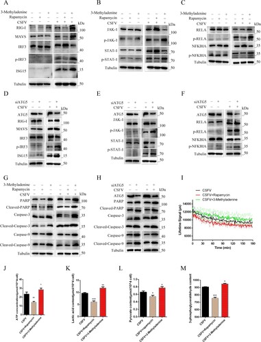 Figure 6. Autophagy regulates innate immunity induced by CSFV infection in vitro. PAMs infected with CSFV were treated with rapamycin, 3-Methyladenine, or siATG5 and incubated for 24 h (a and d). Western blot detection the effect of autophagy on the protein expression of RIG-I, MAVS, IRF3, P-IRF3, and ISG15 (b and e) Western blot detection of JAK-STAT signalling pathways. (c and f) Western blot detection of the effect of autophagy on the protein expression of RELA, p-RELA, NFΚBIA, and p-NFΚBIA. (g and h) Western blot detection the effect of autophagy on the protein expression of PARP, Caspase-3, Caspase-9, Cleaved-Caspase-3, Cleaved-Caspase-9, and Cleaved-PARP. (g) The effect of regulated autophagy on the extracellular acidification rate was examined using a fluorescent microplate reader. ELISA assays measured the plasma concentrations of ATP (i), lactic acid (k), Pyruvate (l), and 3-Phosphoglycerate (m). Error bars indicate the mean (±SD) of 3 independent experiments. *, P < 0.05; **, P < 0.01; and ***, P < 0.001 (t-tests).