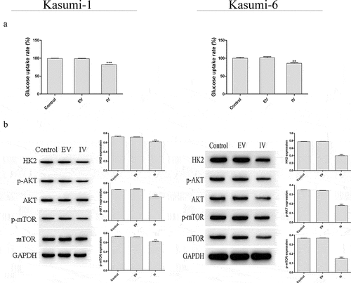 Figure 4. Effect of MEIS1 knockdown on the Warburg effect in Kasumi-1 and Kasumi-6 cells. (a) Glucose uptake rate was evaluated using a glucose uptake assay kit. (b) Expression of HK2, p-AKT, and p-mTOR proteins was measured by Western blot. *P < 0.05, **P < 0.01, ***P < 0.001 vs. control (n = 3).
