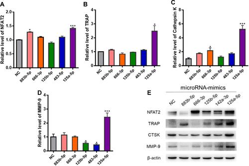 Figure 8 The effects of the highly expressed miRNAs on osteoclast differentiation. (A–D) Relative NFAT2, TRAP, CTSK and MMP-9 mRNA levels were determined by qRT-PCR and normalized to GAPDH. (E) The expression levels of TRAP, NFAT2, MMP-9, and cathepsin K were determined by Western blotting assay; *P < 0.05, *** P < 0.01 compared with control.