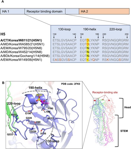Figure 2. Receptor binding site of H5 avian influenza hemagglutinin. Amino acid sequence alignment of the HA 1 130-loop, 190-helix, and 220-loop (receptor binding domain) from pre-H5 isolates and CT/W811 (H5N1) viruses is shown (A). Cartoon structures of the H5 head domain depict the 193-site HA residues altered by amino acid changes, represented in stick form and coloured by element (blue-purple =  carbon, red  =  oxygen, and blue  =  nitrogen). D193 and N193 are highlighted in yellow and magenta, respectively (B). All amino acid residues are presented using H3 numbering. Images were created with Pymol (http://www.pymol.org/).
