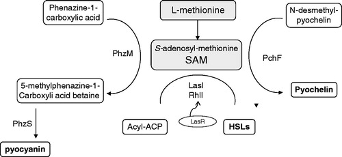 Figure 5. l-Methionine as a precursor molecule for the biosynthesis of various important non-peptide compounds in P. aeruginosa. S-adenosyl-methionine (SAM): a common precursor molecule associated with the biosynthesis of homoserine lactone (HSL), pyocyanin, and pyochelin. ACP, acyl-carrier protein; LasI, N-(3-oxododecanoyl)-l-homoserine lactone (3OC12-HSL) synthase; RhlI, N-butyryl-l-homoserine lactone (C4-HSL) synthase. PhzM, a SAM dependent methyltransferase (Heurlier et al., Citation2006). PhzS, flavin dependent mono-oxygenase (Mavrodi et al., Citation2001). PchF, a methyltransferanse of a four enzyme assembly line for the non-ribosomal peptide siderophore pyochelin (Patel & Walsh, Citation2001).