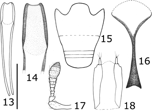 Figures 13–18 Anonyxmolytes lilliput, paratype, Nui Hon Chong. Aedeagus, dorsum and detail of median lobe (13–14); ventrites (15); sternite VIII of ♀ (16); ovopositor (18); antenna (17). Bar: Figures 16, 18: 65 μm; Figure 14: 0.1 mm; Figures 13, 17: 0.2 mm; Figure 15: 0.3 mm.