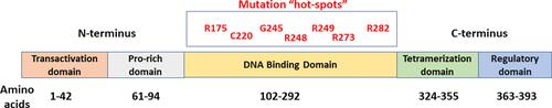 Figure 1 Schematic structure of p53 showing the different domains. Mutations frequently occur within the DNA-binding domain. Commonly mutated codons/residues are shown in red.