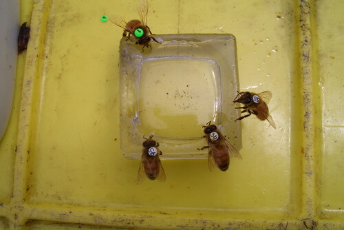 Figure 12. Foragers with queen tags.