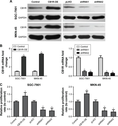 Figure 2 Enhanced expression of CB1R promotes the proliferation and invasion of GC cells.