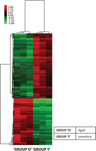 Figure 3. Heat map visualization for differentially expressed genes. Heat map was produced by unsupervised hierarchical-clustering analysis from microarray data for all 1,011 differentially expressed genes (422 up-regulated and 589 down-regulated genes) between immature and aged rat primordial follicles with a p value of less than 0.05 and fold change with minimum of 1.5 fold cut off. The relative expression levels of each transcript are mentioned in different colours. The darker (red) lines represent up-expression, while lighter (green) lines represents down-regulation.