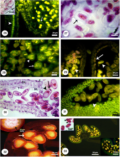 Figures 26-33. Anther structure under bright field and fluorescence microscopes with different magnifications. 26: Microspore mother cells surrounding by a callose coat (white arrow) in a young anther with undifferentiated wall (black arrow). The vascular bundles are distinguishable (white arrowhead). 27: Microspore mother cells are surrounded by a callose coat (black arrow). A big nucleus is visible at the center. 28: The arrangement of tetrads inside the callose walls is tetrahedral (white arrow) and tetragonal (white arrowhead). 29: Released microspores in polar and equatorial view (white arrowheads). The tapetal cells are uni-nucleate (white arrow). 30: Microspores undergoes mitotic division and produces a vegetative cell (black arrowhead) and a generative cell (black arrow). The anther wall consists of four layers: epidermis (E), endothecium (EN), the middle layer (ML) and a secretory tapetum (T). 31: Fibrous thickenings are developed in the endothecium (white arrowhead). 32: The anther is tetrasporangiate with thick exine schahuensis are T-shaped microspores (black arrow). The anther wall layers are distinguishable with fluorescence microscope (white arrow). 33: Two-celled mature pollen with generative and vegetative nuclei (black arrowheads) in a mature anther.
