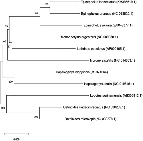 Figure 1. Phylogenetic position of the short barbeled grunter Hapalogenys nigripinnis from Korea.
