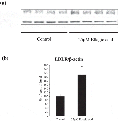 Figure 2. Ellagic acid induced an up-regulation of LDLR protein level in HepG2 cells.After HepG2 cells were treated with vehicle control or 25 μM ellagic acid for 24 h, cell lysates and medium were collected. (a) LDLR protein levels were analyzed by western blotting. (b) Summary of LDLR protein levels which normalized to the level of β-actin.The results are shown as the mean ± SEM (n = 6). Mean values with unlike letters were significantly different (* P < 0.05; Student’s t-test).