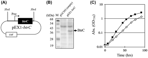 Figure 2. Intensive and constitutive expression of the BtrC protein in the plasmid. (A) Scheme of the btrC-expressing construct in the pEX1 (pEX1-btrC plasmid). The gene construct, containing the btrC gene under the trc promoter, was cloned into the XbaI/XhoI site in the plasmid vector pUC303, and introduced to the S. elongatus. cat, the chloramphenicol resistance marker gene. BtrC was constitutively expressed because the pEX1-btrC plasmid does not contain the lacIq gene. (B) Expression of the BtrC protein. The cells were grown to the logarithmic phase at 30 °C under standard lighting with bubbling. Crude extracts were prepared 24 h after inoculation, and samples (10 μg protein) were analyzed by SDS-PAGE. (C) Growth of S. elongatus expressing BtrC. The growth curves of S. elongatus PCC 7942 containing pUC303 (closed squares represent the empty vector) and the pEX1-btrC plasmid (open diamonds) are shown.