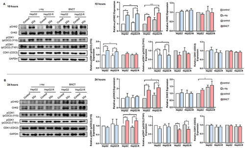 Figure 7 Boron neutron capture therapy increased G2/M arrest by altering CHK2 and CDK1 (CDC2) checkpoint signaling. Western blot assay for the G2/M checkpoint regulation-related proteins pCHK2, CHK2, pCDK1 (CDC2) (Y15), pCDK1 (pCDC2) (T161), and CDK1 (CDC2) at 10 hours (A) and 24 hours (B) post-irradiation. *p<0.05, **p<0.01, ***p<0.001.