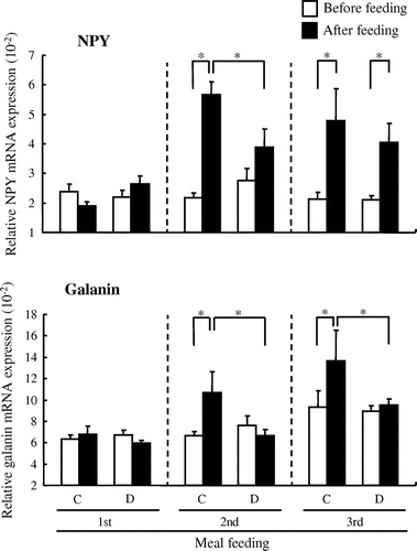 Fig. 3. Changes in expression of NPY and galanin mRNA before and after each meal in the rat hypothalamus.