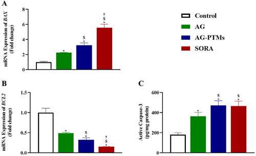Figure 10. Graphic presentation of BAX (A) and BCL2 (B) mRNA expressions, and active caspase-3 concentrations (C) in HepG2 cells pretreated with AG, AG-PTMs, and SORA. Data are represented as mean of six independent experiments ± SD. *Statistically significant differences from control at p < .05, $statistically significant differences from AG at p < .05, †statistically significant differences from AG-PTMs at p < .05.