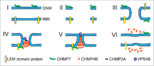 Figure 2. Illustration of the proposed model for ESCRT-mediated NE repair. (I) In the intact NE, membrane-bound CHMP7 is localized to the ER and ONM, whereas LEM-domain proteins are localized to the INM. (II) NE rupture creates exposed hydrophilic domains of the membrane phospholipids and opens the NE lumen to the cytoplasm and nucleoplasm. Given the thermodynamically unfavorable state of open membrane ends, this phase is likely extremely short-lived. (III) The exposed membrane ends of the INM and ONM fuse to each other, resulting in an annular channel connecting the nuclear interior and cytoplasm. The annular channel allows nuclear membrane proteins, including CHMP7 and LEM-domain proteins, to freely diffuse between the INM and ONM without restriction from the nuclear pore complex. Given that LEM-domain proteins interact with chromatin and intranuclear proteins, it is likely that the interaction between LEM-domain proteins and CHMP7 occurs at the INM. (IV) Interaction of CHMP7 with LEM-domain proteins at the annular fusion causes recruitment of CHMP4B to assemble into a spiral of ESCRT-III subunits. CHMP2A, which is incorporated into the ESCRT-III spiral structure, recruits the AAA-ATPase VPS4B. (V) Tightening of the ESCRT-III spiral drives closure of the annular membrane channel and ultimately membrane scission. This process may be mediated through partial disassembly by the recruited VPS4B, or involve sequential assembly of ESCRT-III proteins followed by VPS4B recruitment. (VI) After membrane scission and ESCRT-III complex disassembly have been completed, INM and ONM are separated and NE integrity is restored.