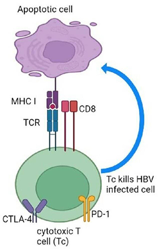 Figure 2 The role of cytotoxic T-cell in hepatitis B virus infection.