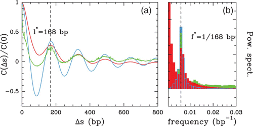 Figure 8. (a) Auto-correlation function C(Δ s)=⟨ δ Y(s) δ Y(s+Δ s) ⟩ versus Δ s. (b) Corresponding power spectrum. The different colors correspond to the following S. cerevisiae data sets: MNase-chip data of Lee et al. Citation(2007) (red) and of Whitehouse et al. Citation(2007) (blue); MNase-seq ‘tag’ data of Shivaswamy et al. Citation(2008) (green).