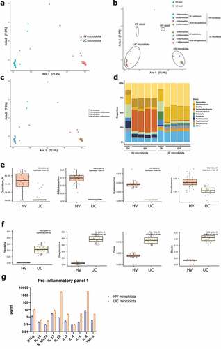 Figure 7. 16S rRNA sequencing of microbiota samples before and after co-culture. (a) Principal coordinates analysis (PCoA) showing separate clustering based on microbiota origin (UC, n = 34 and HV microbiota, n = 34). (b) PCoA showing separate clustering of stool samples (UC and HV microbiota, both n = 2) and microbiota after 6 H co-culture (both n = 32). Circles drawn to indicate different treatment groups. (c) PCoA showing no effect of inflammation on microbiota composition. HV ± inflammation, both n = 16 (d) Composition of microbiota samples exposure at genus level. Samples after 6 hours from left to right, NON-IBD epithelium without and with inflammation, UC epithelium without and with inflammation. Stool sample n = 2, after 6 hours n = 8 for all samples. (e) After six hours, microbiota samples of the healthy volunteer show higher levels of Clostridium IV, Bifidobacterium, Ruminococcus and Faecalibacterium. (f) After six hours, microbiota samples of the UC donors show higher levels of Prevotella, Streptococcus, Dorea and Blautia. (g) Analysis of inflammatory markers of microbiota samples from the UC donors and HV prior to epithelial cell exposure by V-PLEX Pro-inflammatory Panel 1. HV, healthy volunteer; IF, inflammation; NON-IBD, non-IBD control; UC: ulcerative colitis; 0 H: 0 hours; 6 H: 6 hours.