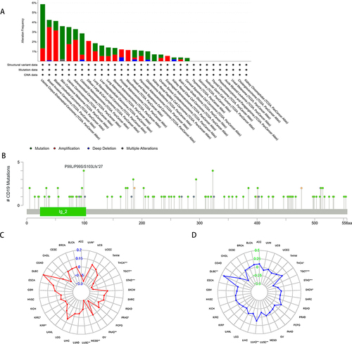 Figure 6 Mutational profiles of CD19 in human cancers. (A) Changes in the CD19 gene in multiple tumors according to the cBioPortal tool. (B) The mutation sites in CD19 in multiple tumors according to the cBioPortal tool. (C) Relationship between CD19 expression and TMB in human cancers. (D) Relationship between CD19 expression and MSI in human cancers.