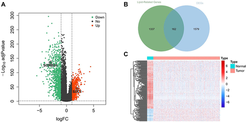 Figure 1 Identification of metabolism-related genes and construction of a prognostic classifier. (A) A volcano plot of all DEGs is shown combined with |log2FC| and an adjusted p-value. Red represents 644 upregulated DEGs. Green represents 1088 downregulated DEGs. (B) Extraction of metabolism-related genes from the DEGs. (C) Heatmap of lipid metabolism-related DEGs between tumor and matched adjacent normal tissue. Different colors represent the expression trend of lipid metabolism-related DEGs in the two groups, red represents high expression of genes and blue represents low expression of genes.