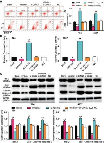 Figure 9 GINS2 silence regulated by miR-22-3p promoted cell apoptosis in bladder cancer cells. (A) Flow cytometry was employed to measure the cell apoptosis after transfecting miR-22-3p inhibitor, si-GINS2, negative control, blank control and co-transfected miR-22-3p inhibitor and si-GINS2. (B) Caspase-3 activity assay was employed to measure the caspase-3 activity after transfecting miR-22-3p inhibitor, si-GINS2, normal control, blank control and co-transfected miR-22-3p inhibitor and si-GINS2. (C) Western blot assay was employed to measure the protein expression of Bax, Cleaved caspase-3 and Bcl-2 after transfecting miR-22-3p inhibitor, si-GINS2, normal control, blank control and co-transfected miR-22-3p inhibitor and si-GINS2. *P < 0.05, **P < 0.001 compared with blank group, ANOVA.