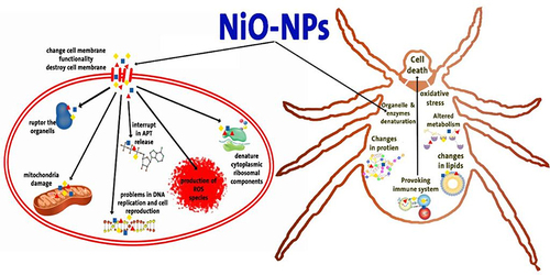 Figure 11 Proposed mechanism of antiparasitic and antimicrobial activities of NiO-NPs.