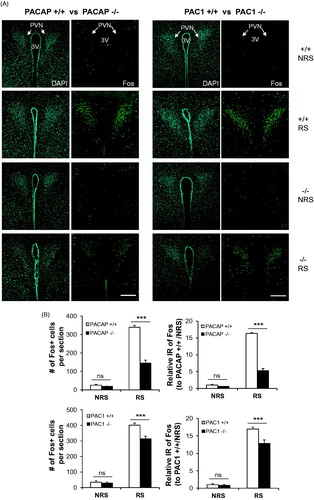 Figure 2. PACAP- and PAC1-deficient mice differentially affect ARS-induced Fos activation in PVN neurons. (A) Representative micrographs of Fos staining in PVN within the eight experimental groups. Fos activation was significant in wild-type mice after 3 h restraint stress. However, depletion of either PACAP or PAC1 attenuated Fos activation. Effect of PAC1 deficiency is much smaller than that of PACAP. Fos staining shown in right panels, and DAPI staining of same section shown in left panels, for each of the eight groups. WT, wild-type; KO, knock-out. 3V, third ventricle. Scale bars, 200 µm. (B) Quantification of Fos cellular immunostaining within PVN. Upper panels: cell counting of Fos + neurons; Lower panels: Relative Fos IR (normalized to corresponding non-restrained wild-type mice). Results are expressed as mean ± SEM (n = 4–6 per group). Two-way ANOVA followed by Bonferroni's post hoc test. Bonferroni's test: ***p < 0.001; ns, not significant.