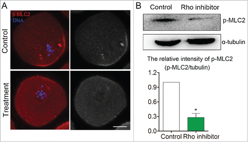 Figure 5. Disruption of RhoA activity caused MLC2 protein phosphorylation level decreased during mouse oocyte meiosis. (A) Immunofluorescent staining result showed that MLC2 phosphorylation level was reduced after disruption of RhoA activity. (B) Western blot result also showed MLC2 phosphorylation level was significantly decreased after disruption of RhoA activity. Red: p-MLC2; Blue: chromatin. Bar = 20 μm.*, significant difference (p < 0.05).