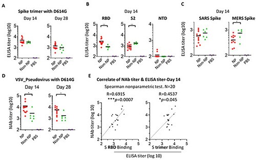 Figure 3. Immune response to spike NP or non-NP. (A) Wide-type C57BL/6 mice were immunized with 20 µg spike NP or spike non-NP with Sigma Adjuvant System via subcutaneous injection route. The serum was collected 14- and 28-days post immunization and tested to bind to SARS-CoV-2 spike trimeric protein with D614G mutation in ELISAs. ELISA titer was calculated on reciprocal serum dilution to achieve 50% of maximal optical absorbance (OD). Black bars reflect mean responses. (B) The binding of sera collected at day 14 to spike RBD, S2 and NTD subunits of SARS-CoV-2 in ELISAs. Statistical analysis was performed with Mann-Whitney test (** p<0.01). (C) The binding of sera collected at day 14 to trimeric spike protein of SARS (2003 strain) and MERS. Statistical analysis was performed with Mann-Whitney test (* p<0.05). (D) The neutralizing activity of sera collected at days 14 and 28 against VSV pseudotyped virus with SARS-CoV-2 spike protein containing D614G mutation. NAb titer (neutralizing antibody) represents the reciprocal of the antiserum dilution at which virus entry is inhibited by 50%, when calculated after curve-fitting with the Prism program (GraphPad). Black bars reflect mean responses. Statistical analysis was performed with Mann-Whitney test (* p<0.05). (E) The correlate of serum neutralizing titer and ELISA titer of binding to RBD protein (left) or trimeric spike (right). The correlation for day 14 sera between neutralizing titer (log10) and ELISA binding titer (log10) was analyzed using Spearman nonparametric test. Line represents the best fit linear regression.