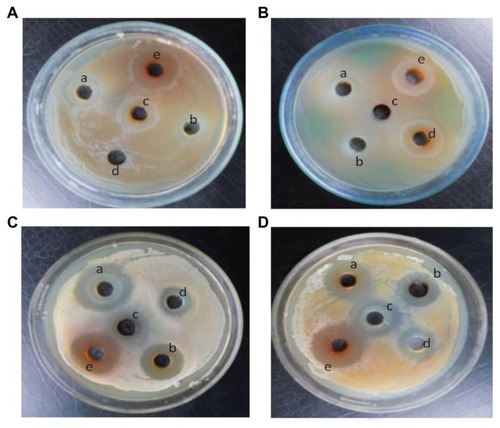 Figure 5 Zone of inhibition of copper oxide nanoparticles.Notes: Zone of inhibition of copper oxide nanoparticles synthesized at different temperatures (a–d) and positive control, a known antibiotic tetracycline (e) against two Gram-negative bacteria (A) Escherichia coli and (B) Pseudomonas aeruginosa, and two Gram-positive bacteria (C) Bacillus subtilis and (D) Staphylococcus aureus.