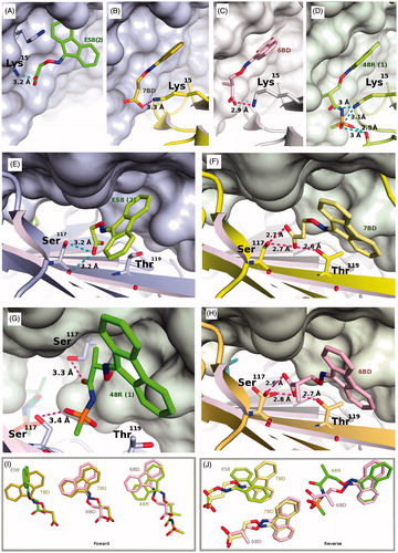 Figure 3. Details of the interactions established between ES8, 7BD, 6BD and 48R with TTR in the forward (A–D) and reverse binding modes (E–H). The various ligands are superimposed in pairwise manner in the insets, always in the same orientation in (A–D) or (E–H) to show the relative positioning of the ligands. (A) Binding of ES8. The shorter ligand adopts a drastically different binding strategy in positioning itself relative to Lys15 compared to 7BD, 6BD and 48R (panels B–D). This is achieved by using a totally different hydrophobic pocket compared to the other ligands. (B) Binding of 7BD in the forward mode. The fluorenone ring is positioned perpendicularly compared to ES8. (C) Binding of 6BD in the forward mode. The symmetric dimer is shown in surface representation to illustrate that there are substantial variations in the TTR internal surface due to the binding of different ligands that elicit compensatory side chain adaptations. (D) Binding of 48R to TTR in the forward mode, with the surface shown for the symmetric molecule. The methyl groups of 6BD and 48R occupy different pockets, this affects the surface of the symmetric dimer. These minor differences are likely to be important in tetramer stabilization. (E) Binding of ES8 in the reverse mode, interacting only with Ser117, while Thr119 must adopt a different rotamer to avoid a steric clash. (F) In the reverse binding mode the carboxylate of 7BD can establish interactions with both Ser117 and Thr119. (G) An interesting aspect of 48R is the ability to engage in interactions across the symmetry axis that relates the two dimers in the crystallographic unit cell, interactions that could contribute to tetramer stabilization. (H) Ser117 is shown as a superposition of three rotamers, a situation characteristic of this residue in several of the structures determined here. In the absence of a ligand, a water molecule often bridges an interaction between Ser117 and Thr119. All ligands need to displace this water molecule to be able to bind in the reverse mode. The interactions established by 6BD closely resemble those made by 7BD when both bind in the reverse mode. (I) Pairwise superposition of selected ligands to show the range of variability in ligand positioning within the binding site in the forward binding mode. (J) Pairwise comparison of ligand binding in the reverse mode.