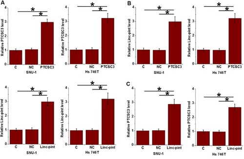 Figure 4 PTCSC3 and Linc-pint upregulated each other in gastric cancer cells. Overexpression of PTCSC3 and Linc-pint was reached in cells of both SNU-1 and Hs 746T cell line at 24 h after transfection (A). Overexpression of PTCSC3 led to significantly upregulated Linc-pint expression in cells of both cell lines (B). In addition, overexpression of Linc-pint also mediated the upregulation of PTCSC3 in those cells (C) (*p<0.05).