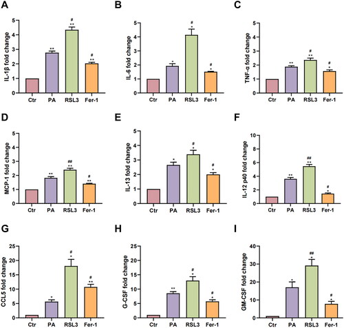 Figure 4. The expression levels of inflammatory factors. (A–I) The expressions of IL-1β (A), IL-6 (B), TNF-α (C), MCP-1 (D), IL-13 (E), IL-12 p40 (F), CCL5 (G), G-CSF (H), and GM-CSF (I) after drug treatments. The values are presented as means ± SD. n = 3 in each group. * p < .05, ** p < .01, when compared to the Ctr group; # p < .05, ## p < .01, when compared to the PA group.