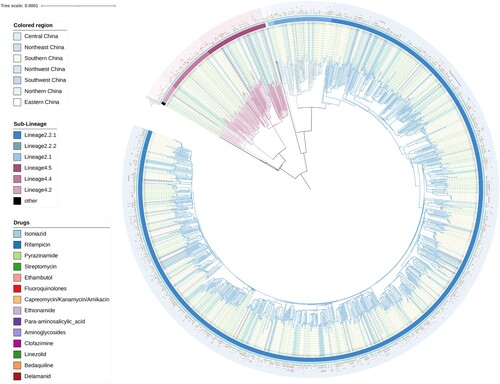 Figure 2. The Phylogeny tree and resistance profile of 1313 MDR M. tuberculosis strains. Blue and purple branches indicated L2 and L4 strains, respectively. The inner vertical bar indicated sampled geographic regions, respectively. The outermost coloured dots showed the resistance to first-line and second-line anti-TB drugs.