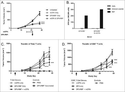Figure 6. Protective immunity is partially transferred through donor T cells from mCPA and DPX-R9F treated, tumor-bearing mice. (A-D) Donor mice were treated as in Figure 3A with metronomic cyclophosphamide (mCPA), DepoVax containing 10 μg R9F-PADRE (DPX-R9F), or the combination. (A) C3 tumor growth in donor mice until termination. On day 29, donor mice were terminated and spleens and lymph nodes collected and pooled from each group. Total T cells were purified by magnetic separation and injected intravenously into recipient mice which had been implanted with tumors 3 d prior to adoptive transfer. (B) Antigen-specific immune response of donor cells was confirmed by interferon γ (IFNγ) ELISPOT before transfer to recipient mice. Shown are representative data from a single experiment. (C) C3 tumor growth in recipient mice (n = 5–15) transferred (on day 3, indicated with arrow) with total T cells derived from mCPA and DPX-R9F treated, tumor-bearing mice. (D) C3 tumor growth in recipient mice (n = 5–10) that were transferred (on day 3, indicated with arrow) with CD8+ T cells derived from mCPA and DPX-R9F treated, tumor-bearing mice. Results pooled from 2–3 separate experiments. Statistical analysis was performed by 2-way ANOVA with Bonferroni post test of treatment groups versus the PBS control; ***P < 0.001, ****P < 0.0001.