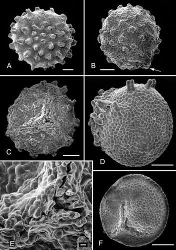 Figure 2. Clockhousea capelensis. SEM. A. Distal surface of specimen, sample DJBCl88/10, preparation MCM193, BGS reg. MPK13806. B. Lateral view of spore, part of narrow triradiate ridge visible (arrow), DJBCl88/10, MCM193, MPK13807. C. Specimen with pronounced triradiate ridge that shows evidence of damage in the form of abrasion of sculptural elements, especially towards proximal pole, DJBCl88/11, MFP166, MPK13808. D. Well-preserved specimen sculptured predominantly by closely spaced verrucae, but with scattered composite baculate elements mainly on proximal surface, especially towards triradiate ridge, DJBCl88/11, MFP166, MPK13809. E. Close-up of proximal polar area of spore depicted in C. F. Example of a spore sculptured solely by closely spaced verrucae and assumed to be an atypical, immature or aberrant form of the species, DJBCl88/10, MCM193, MPK13810. Scale bars – 100 μm (A–D, F); 10 μm (E).