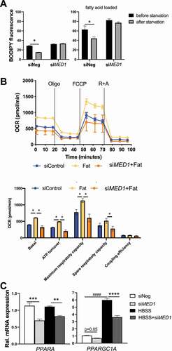 Figure 5. siRNA KD of MED1 decreased oxidative phosphorylation, and lipid clearance in HepG2 cells. (A) KD of MED1 decreased starvation-induced lipid oxidation. 48 h after transfection with control or MED1 siRNA, HepG2 cells were loaded with or without 2% BSA-conjugated fatty acid (0.1 mM palmitic acid and 0.2 mM oleic acid) overnight. To Measure the lipid content before starvation, cells were stained with BODIPY (5 µg/ml) for 10 min, and harvested for flow cytometry measurement. To measure lipid content after starvation, the medium was replenished with 5% FBS containing, glucose and pyruvate-free medium for another 24 h. The cells then were stained with BODIPY 493/503, and harvested for flow cytometry measurement. Thus, the difference in BODIPY fluorescence before and after starvation condition represented the starvation-induced lipid oxidation. Data are represented as mean ± SEM (n = 3). (B) Seahorse XF Mito Stress test showed that KD of MED1 decreased fatty acids (Fat)-stimulated mitochondrial activity. Data are represented as mean ± SEM (n = 6). (C) HBSS (8 h) starvation-induced expression of metabolic genes were impaired by MED1 KD. KD of MED1 decreased key metabolic genes PPARA and PPARGC1A. Data are represented as mean ± SEM (n = 3)