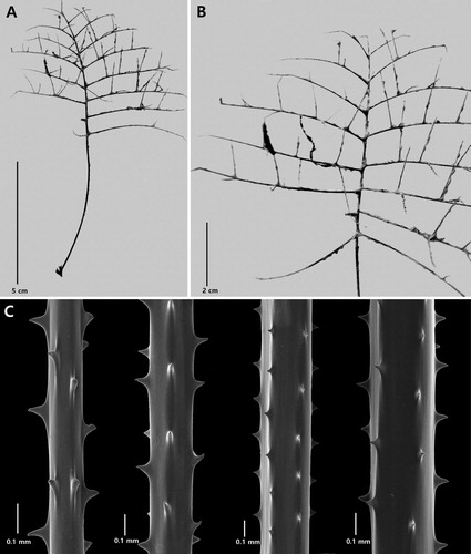 Figure 13. Stauropathes stellata n. sp., holotype NIWA 16059: A, corallum; B, close-up view of corallum; C, sections of pinnules (C from schizoholotype, USNM 1573770/SEM Stub 283).